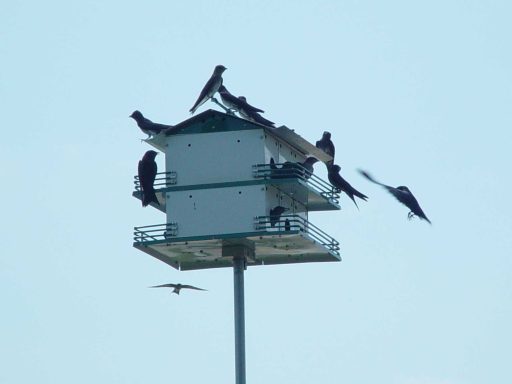 Purple Martins